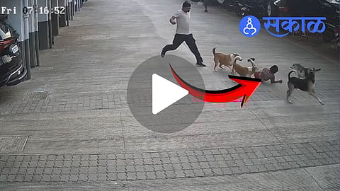 Stray Dog Attack on Child in Pune’s Kirkatwadi Area