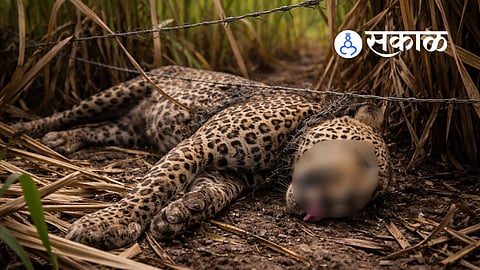 Leopard found dead in Satara sugarcane farm
