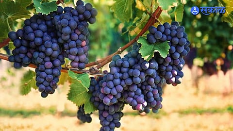 Grape Season