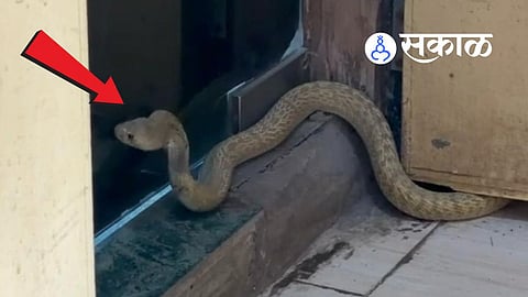Venomous Indian Cobra found inside Kalyan ACP office