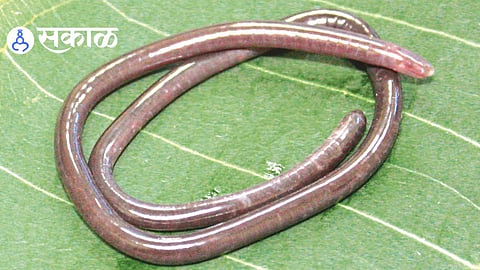 Western Ghats New Species Discovery