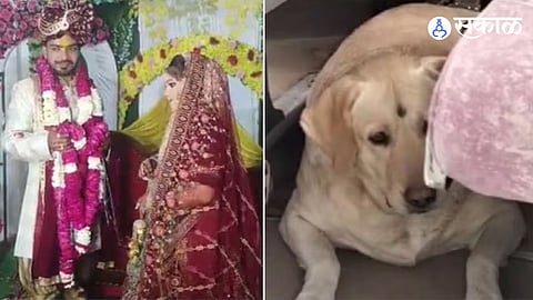 UP Wedding Called Off due to pet dog
