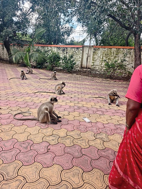 पाचेगाव खुर्दमध्ये माकडांचा धुमाकूळ; ग्रामस्थांत भीतीचे वातावरण