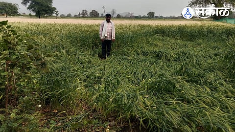 wheat crop loss by unseasonal rain