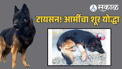 Indian&nbsp;Army Dog Tyson Kishtwar Encounter story 