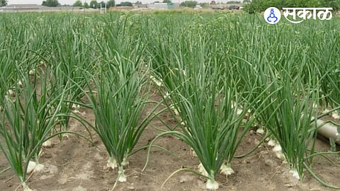 Onion Crop