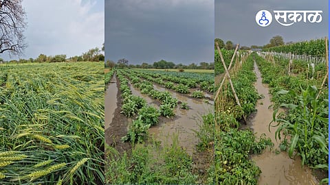 Agriculture Loss By Unseasonal Rain