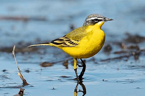 उन्हाळ्यातील पाहुण्याची नवी मुंबईकरांना भुरळ