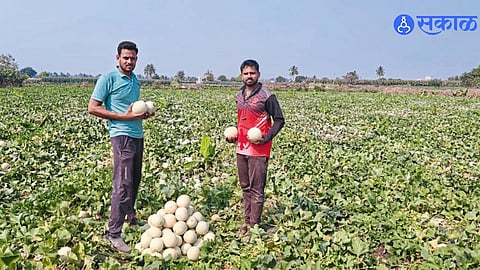 Chaudhary siblings showcase their bumper melon harvest of 50 tons from 2.5 acres in Wangi.