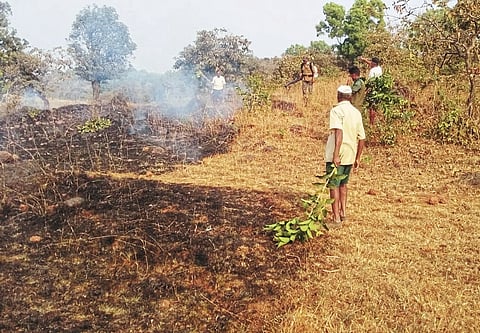 ढेबेवाडी जंगल वाचविण्यासाठी सरसावले गावकरी