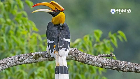 Hornbill spotted in Ratnagiri forest,