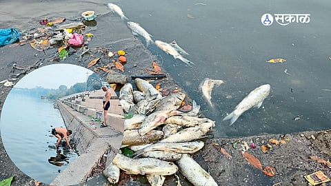 Hundreds of dead fish