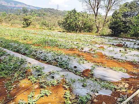 पाटण, कलिंगड पिकाचे गव्यांकडून नुकसान