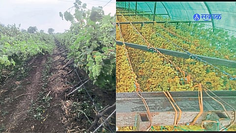 Crop Loss beacouse of  Unseasonal Rain