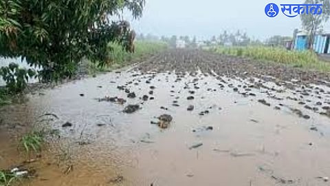 Unseasonal Showers After Sweltering Day Cause Crop Damage in Man Region