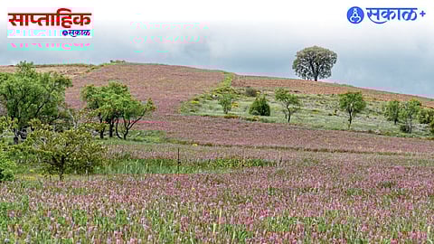 Kaas Plateau Flower Valley
