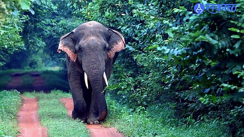 Forest officials monitor elephant habitats in Odisha amid rising concerns over elephant deaths.