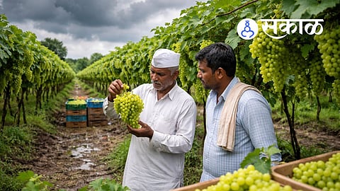 Impact of Cloudy Weather on Sangli Grape Crop