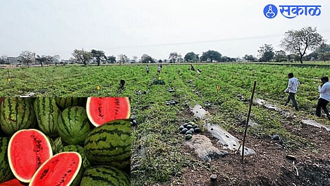 Retired police officer showcasing his watermelon crop cultivated on 1.5 acres using modern agricultural techniques.