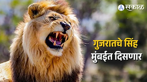 Gujrat Lions will arrive at Byculla Zoo