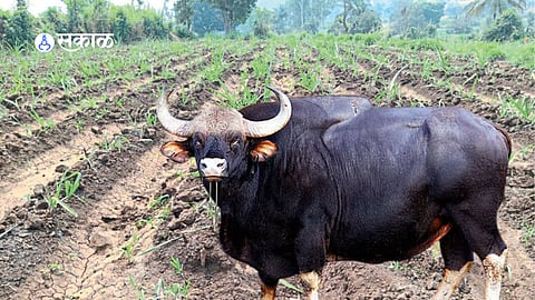 A herd of gaurs spotted