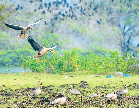 उजनीच्या हिरवळीत ‘पट्टकादंब’ हंसाचा डेरा