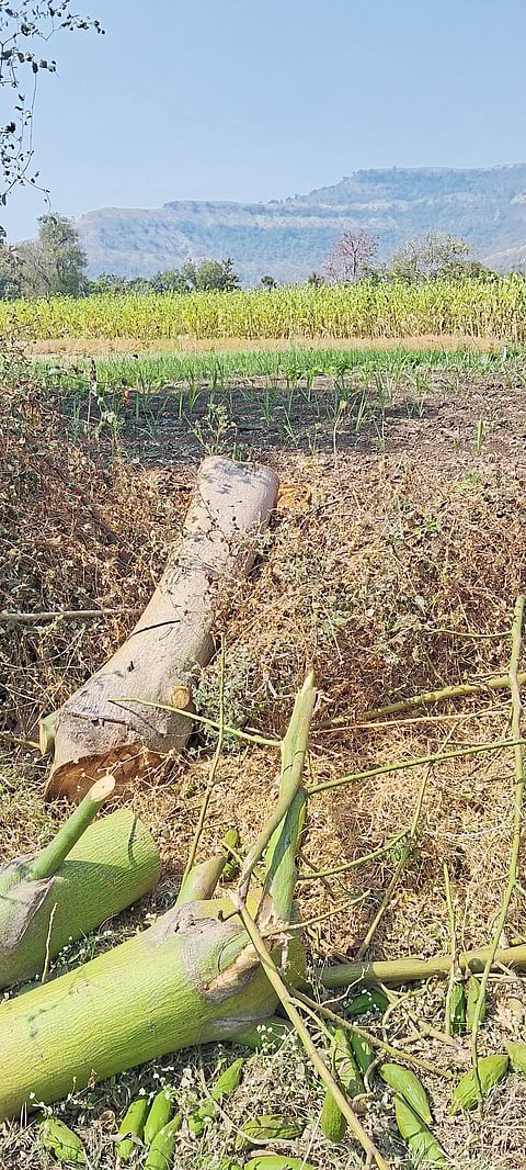 दरे ते करंदी फाटा दरम्यान अनेक झाडांची कत्तल