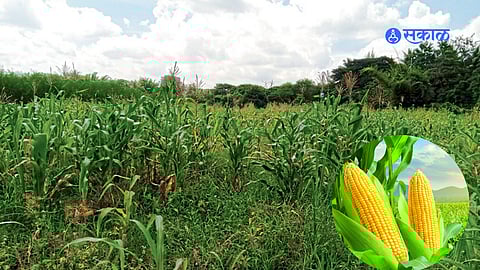 Maize crop field supported
