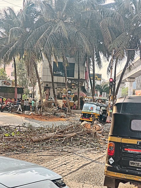 रात्रीच्या अंधाराचा फायदा घेत झाडांची कत्तल