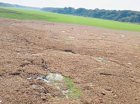मांडवगणमध्ये सडलेल्या जलपर्णीमुळे दुर्गंधी