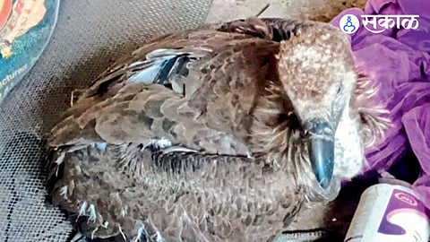 Rare Vulture Sighting