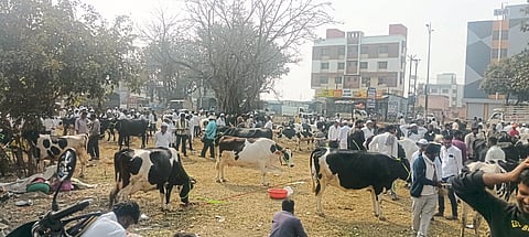 आळेफाटा उपबाजारात ४३२ गाईंची विक्री