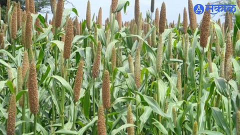 Agriculture Maharashtra