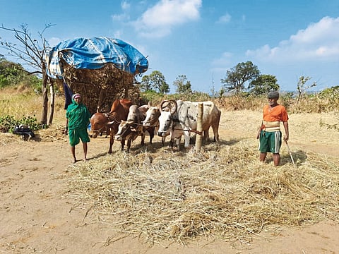 दावणी रिकाम्या, गोठे ओस...