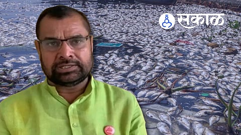 Krishna River Fish Death in Sangli