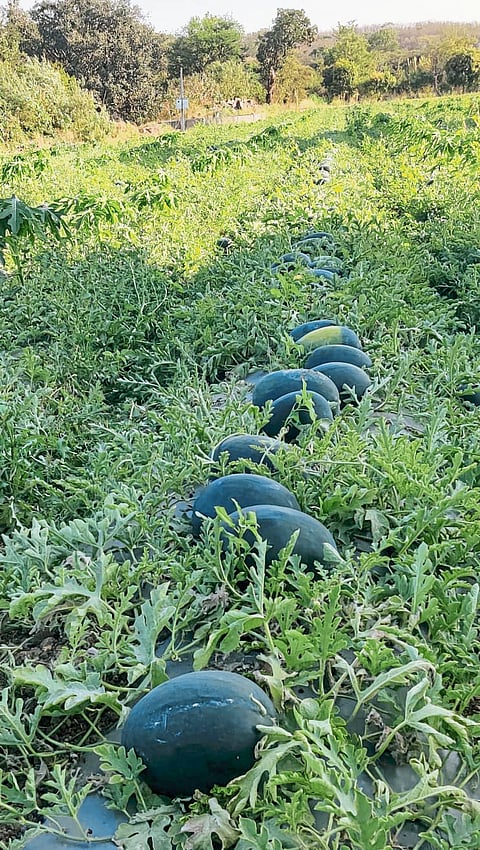 आंतरपीक प्रयोगातून गादेवाडीतील शेतकऱ्याचा आर्थिक लाभ