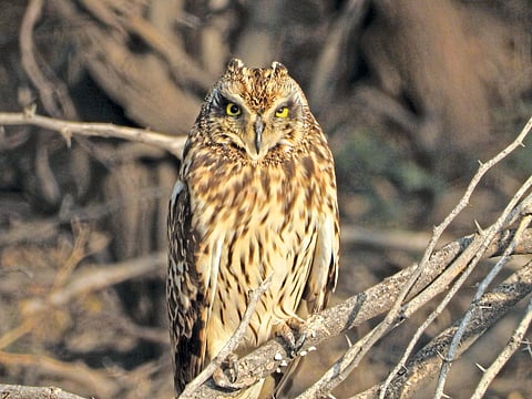 सात वर्षांच्या अर्पित चौधरीने
पाहिले १६६ प्रकारचे पक्षी