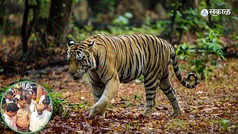 Chandrapur Tiger Attack