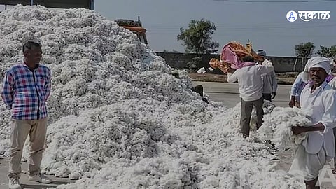 CCI cotton procurement