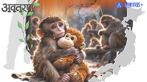 Baby Monkey Punch Japan Zoo Story