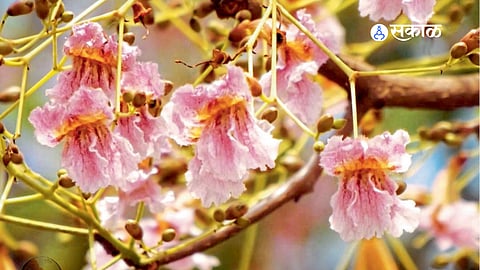 Administration in Constan