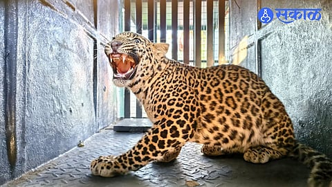 Leopard Caught