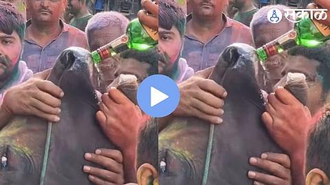 Intoxicated youths allegedly force alcohol into a cow’s mouth during Holi celebrations in Haryana, triggering nationwide outrage over animal cruelty.