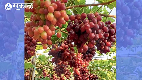 Grapes Loss by Rain and Adverse Weather