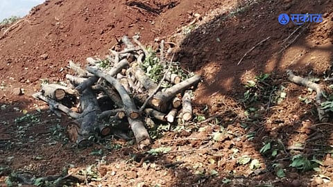 illegal tree felling case shahuwadi kolhapur