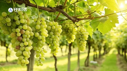 Fresh grapes displayed