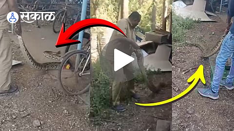 forest department rescues python in mumbai