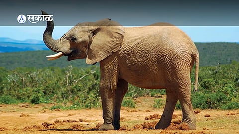 Cashew farmers in Sawantwadi