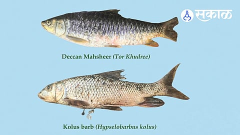 rare fish species found in maharashtra