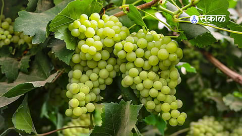 Grape containers meant